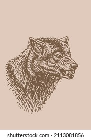 Graphical hand-drawn portrait of wolf ,sepia background,vector illustration