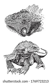 Graphical hand-drawn set of iguanas isolated on white ,vector illustration