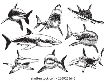 Graphical hand-drawn set of sharks isolated on white background, vector illustration