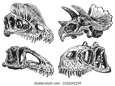 Graphical hand-drawn set of skulls of dinosaurs isolated on white,vector illustration,fossils