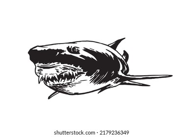 Graphical hand-drawn shark with sharp teeth isolated on white.Marine life habitant
