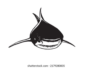 Graphical hand-drawn shark with sharp teeth isolated on white.Marine life habitant