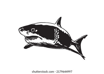 Graphical Handdrawn Shark Sharp Teeth Isolated Stock Vector (Royalty ...