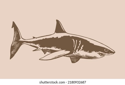 Graphical hand-drawn shark with sharp teeth.Marine life habitant vintage illustration