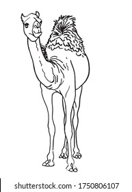 Graphical hand-drawn sketch of camel isolated on white background,vector illustration for coloring,tattoo and printing,lined art