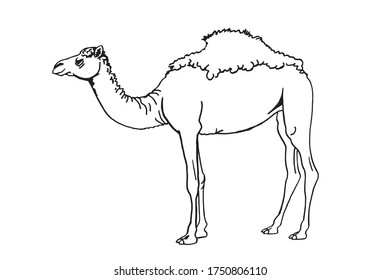 Graphical hand-drawn sketch of camel isolated on white background,vector illustration for coloring,tattoo and printing,lined art