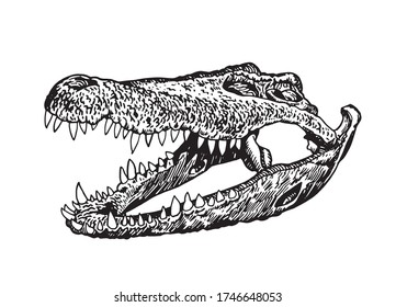 Graphical hand-drawn skull of crocodile isolated on white background,vector illustration,paleontology