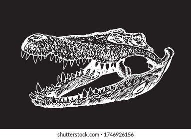 Graphical hand-drawn skull of crocodile isolated on black background,vector illustration,paleontology