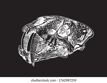 Graphical hand  drawn skull 
Saber  toothed tiger isolated black background  vector engraved  illustration