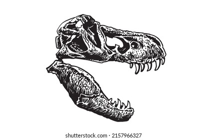 Graphical hand-drawn skull of tyrannosaurus isolated on white background,vector element, paleontology