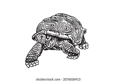 Graphical hand-drawn tortoise isolated on white,vector sketchy illustration of Palapagos tortoise