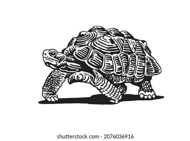 1,612 Tortoise tribal Images, Stock Photos & Vectors | Shutterstock