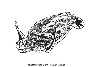 Water Turtle Sketch Hand Drawn Illustration Stock Vector (Royalty Free ...