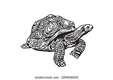 185 Box turtle drawing Images, Stock Photos & Vectors | Shutterstock