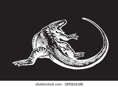 Graphical hand-drawn varan isolated on black background,vector illustration