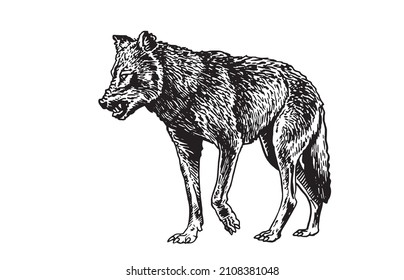 Graphical hand-drawn wolf on white background,vector illustration