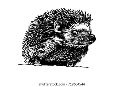 Graphical hand-painted hedgehog isolated on white background, vector