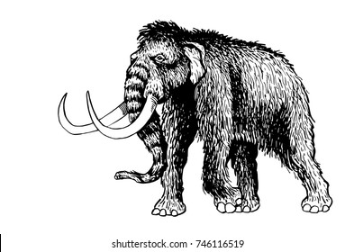 Graphical hand-painted mammoth isolated on white background,vector