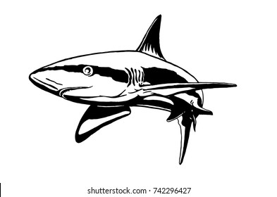 Graphical hand-painted shark  isolated on white background,vector