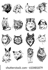 Graphical hand-painted vector set of animals isolated on white- wolf,puma,tiger,cat,rabbit.angry lion,fox,bear