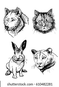 Graphical hand-painted vector set of animals isolated on white- angry bear, fox,cat,rabbit