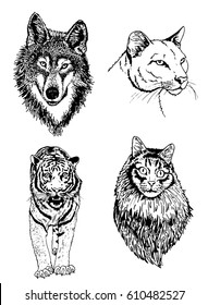 Graphical hand-painted vector set of animals isolated on white- angry bear, fox,cat,rabbit
