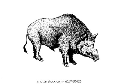 Graphical hand-painted wild hog isolated on white background