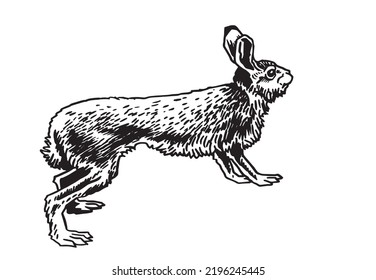 Graphical hare isolated on white background. Vector drawing of forest animal 