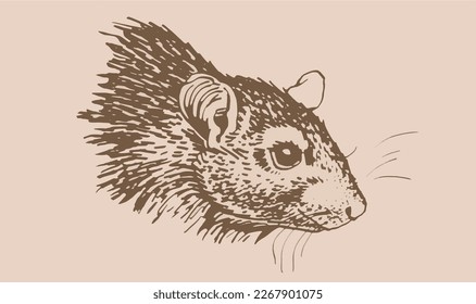Graphical head of rat , sepia illustration,symbol of new year	