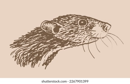 Graphical head of rat , sepia illustration,symbol of new year	