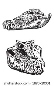 Graphical heads of crocodiles isolated on white background,vector illustration