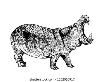 Graphical hippo isolated on white,vector tattoo illustration