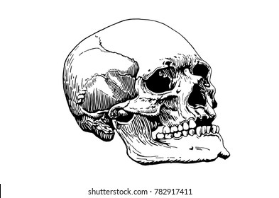 Graphical human skull isolated on white background,vector sketch