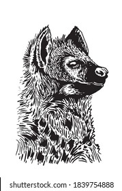 Graphical hyena isolated on white background, vector illustration