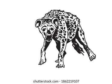 Graphical hyena isolated on white background, vector illustration