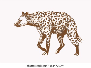 Graphical hyena  ,vector sepia illustration