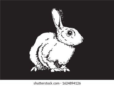 Graphical illustration of bunny isolated on black background, vector engraved illustration