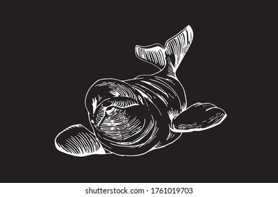  Graphical illustration of dolphin isolated on black background, vector engraved  illustration, sea animal sketch