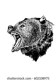 Graphical illustration of drizzly bear with open mouth  isolated on white, sketch for tattoo and coloring