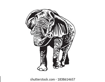 Graphical illustration of elephant walking isolated on white background, vector 