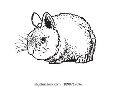 Graphical illustration of fluffy bunny isolated on white background
