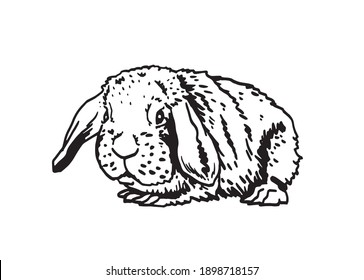 Ilustración gráfica de conejito esponjoso aislado en fondo blanco