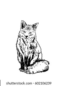 Graphical illustration of fox isolated on white, sketch for tattoo and coloring