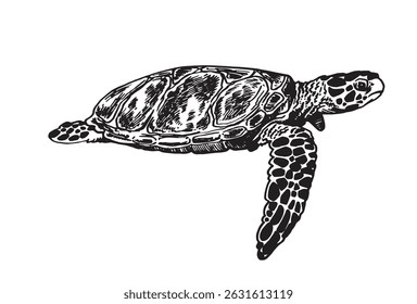 Graphical illustration of Galapagos tortoise on white background , sea habitant 