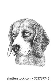 graphical illustration of labrador dog isolated on white background,vector