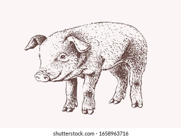 Graphical illustration of pig, vector  sepia illustration, farm animal 