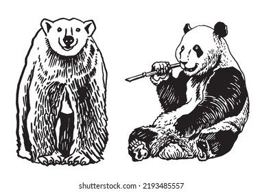 Graphical illustration of polar bear and panda isolated on white background, vector . 