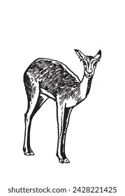 Graphical illustration of roe deer on white , vector drawing