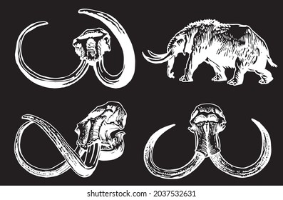 Graphical illustration, skulls of mammoth and mammoth walking on black background,vector 