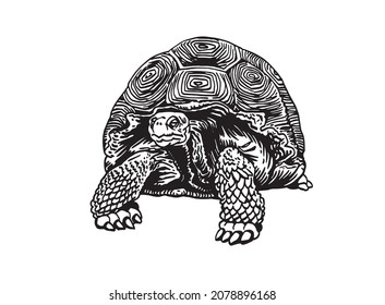 Graphical illustration of tortise on white background isolated, sealife animal